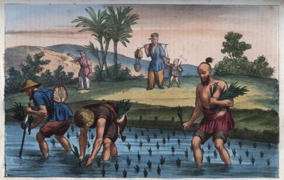 Rice Plantation, Kina (la ris) - gravyr från "" Seder och traditioner för alla folk i universum. Det vill säga historien om regeringen, om lagarna, om milisen, om religionen för alla nationer från de mest avlägsna tiderna till våra dagar "1856 av Anonymous Anonymous