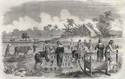 Risodling i Manila (Manilla) i Filippinerna 1864. (Plantering av ris i Manilla) Anonym gravyr. Privat samling. av Anonymous Anonymous