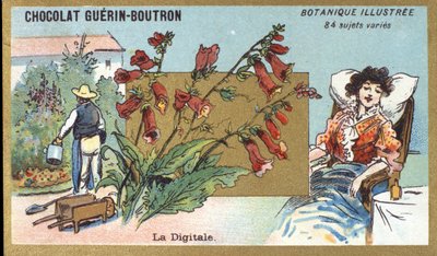 Det digitala. Gravyr (kromo). Reklamkromolitografi för Guerin-Boutron-choklad, sent 1800-tal. Illustree Botanical Series. av Anonymous Anonymous