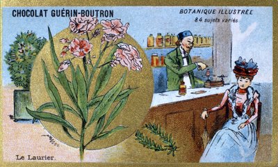 Lagerbladen. Gravyr (kromo). Reklamkromolitografi för Guerin-Boutron-choklad, sent 1800-tal. Illustree Botanical Series. av Anonymous Anonymous