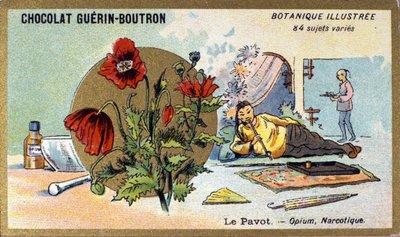 Vallmo: opium, narkotika. Gravyr (kromo). Reklamkromolitografi för Guerin-Boutron-choklad, sent 1800-tal. Illustree Botanical Series. av Anonymous Anonymous