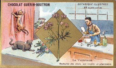 Valerian: rädd för katter, hans anställning på apotek. Gravyr (kromo). Reklamkromolitografi för Guerin-Boutron-choklad, sent 1800-tal. Illustree Botanical Series. av Anonymous Anonymous