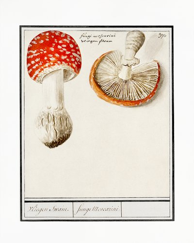 Flugsvamp, Amanita muscaria av Anselmus Boëtius de Boodt