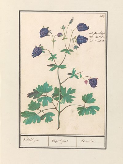 Akelei (Aquilegia) Akeleijen. / Aquilegia. / Aucolied (titel på objekt) av Anselmus Boëtius de Boodt