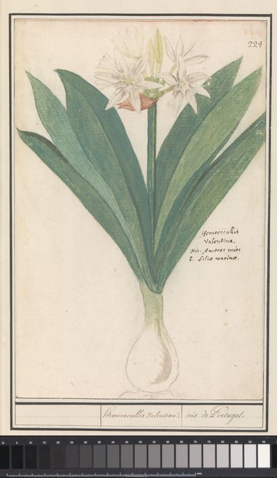Amaryllis (Hippeastrum) heromocallis Valentina / iris från Portugal (titel på objekt) av Anselmus Boëtius de Boodt