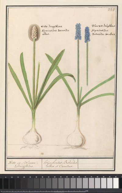 Druvhyacinter och druvhyacinter (Muscari botryoides) Vita och Blå Druijfkens. / Dhijachintus Botroides. albus et coeruleus (titel på objekt) av Anselmus Boëtius de Boodt