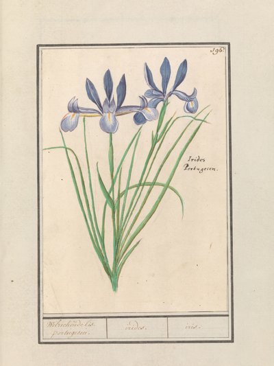 Blå iris (Iris sibirica) Luktande orris. portugisiska. / irider. / iris. (titel på objekt) av Anselmus Boëtius de Boodt