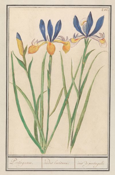 Blauwgele lis (sibirisk iris) portugisiska / Lusitanska regnbågar / iris från portugal (titel på objekt) av Anselmus Boëtius de Boodt