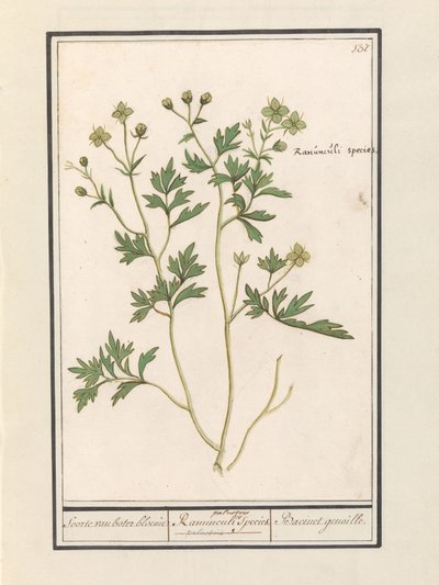Smörblomma (Ranunculus) Art av smörblomma / Ranunculi palustris Art. / Bacinet genoille. (titel på objekt) av Anselmus Boëtius de Boodt