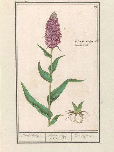 Bred orchis (Dactylorhiza majalis) Standelcruijd. / Satirion orkidéer eller Cynosorchis. / Satijrion. (titel på objekt) av Anselmus Boëtius de Boodt