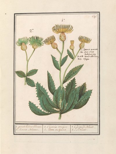 Centauri (Centaurea) 1. stor blåklint. 2. Blåklint. / 1. Cijanus Major / 2. dito vulgaris. / 1. Grande bluet. / 2. Bluet. (titel på objekt) av Anselmus Boëtius de Boodt