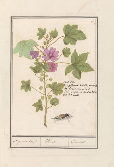 Stor malva (Malva sylvestris) Sigmaards ört / Alcea. / Guimauvre. (titel på objekt) av Anselmus Boëtius de Boodt