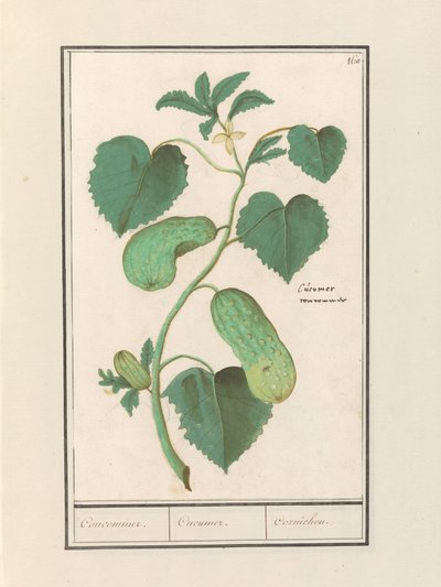 Komkommer (Gurka sativa) Komkommer. / Gurka. / Cornichon. (titel på objekt) av Anselmus Boëtius de Boodt