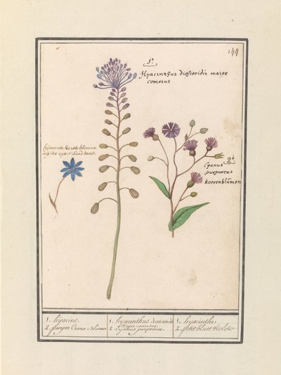 Kuifhyacint (Muscari comosum) en korenbloem (Centaurie) 1. Kapning 2. lila Coorn Bloeme / 1. hyacint dioscorides. En snygg borgmästare. 2. Cajanus lila. / 1. hyacint 2. petit bluet violet (titel på objekt) av Anselmus Boëtius de Boodt