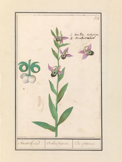 Skrattande humleorkidé (Ophrys bombyliflora) och anemonen (Anemone) | Skrattande humleorkidé (Ophrys bombyliflora) Skrattande humleorkidé (Ophrys bombyliflora) av Anselmus Boëtius de Boodt
