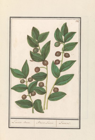 Olive (Olea europaea) lagerträd. / Bacca Laurus. / Laurel (titel på objekt) av Anselmus Boëtius de Boodt