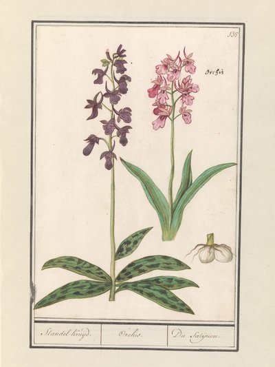 Orkidéer (Orchidaceae) Standel kryssning. / Orchis. / Satijrion. (titel på objekt) av Anselmus Boëtius de Boodt