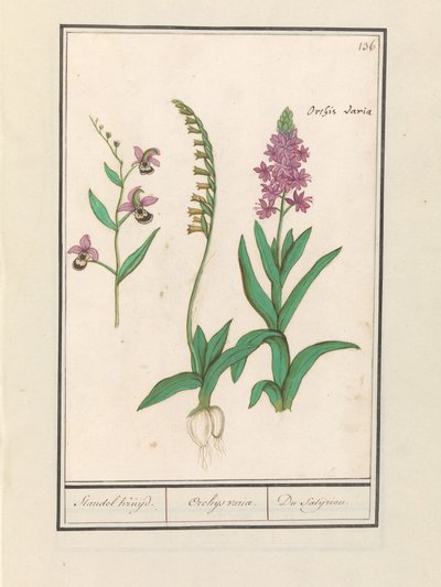 Orchididae (Orchidaceae) Stendhal kryssade. / Orchaeus tur. / du satijrion. (Totalt på objekt) av Anselmus Boëtius de Boodt