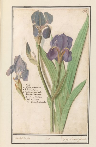 Paarse iris (Iris germanica) Stinkande lis. /iris. / Stinkande gladioler. lågor. (titel på objekt) av Anselmus Boëtius de Boodt
