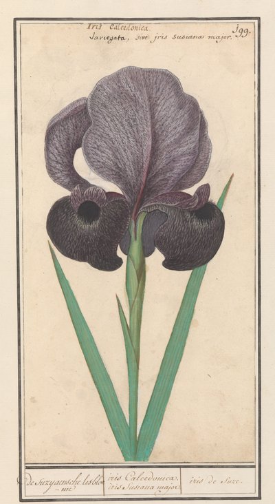 Rouw iris (Iris susiana) från suzyaensche lisbloeme / iris Chalcedonica. iris Susiana major. / Suzes Iris. (titel på objekt) av Anselmus Boëtius de Boodt