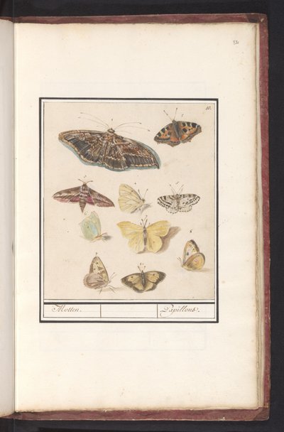Fjärilar och nattfjärilar Malar. / Papillons (titel på objekt) av Anselmus Boëtius de Boodt