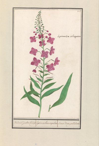 Eldgräs (Chamerion angustifolium) Återigen, judarna Kruyt. / lysimachia sequilosa / Souci d