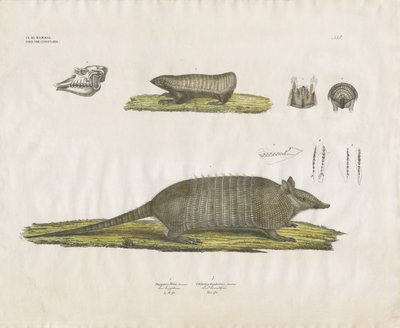 Bältdjur med skalle och tandstrukturer (handkolorerad lito) av Anstalt Arnz & Co.