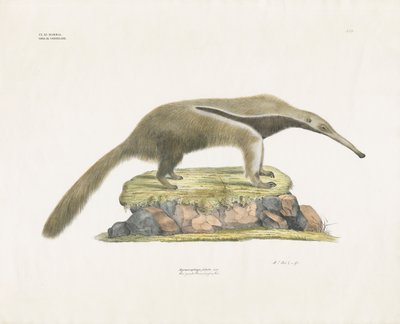 Jättemyrslok på klippig terräng (handkolorerad litografi) av Anstalt Arnz & Co.