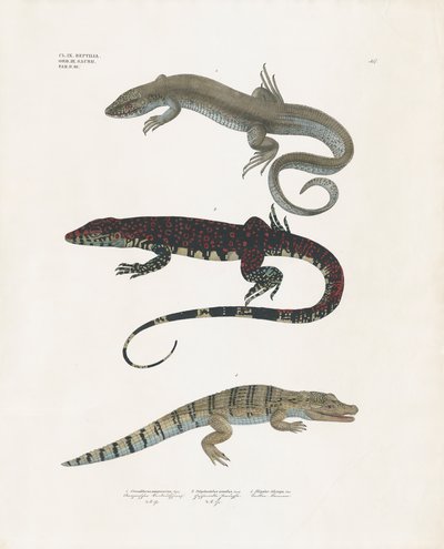Varan, den giftiga ödlan och alligatorn från reptilklassen (handkolorerad litografi) av Anstalt Arnz & Co.
