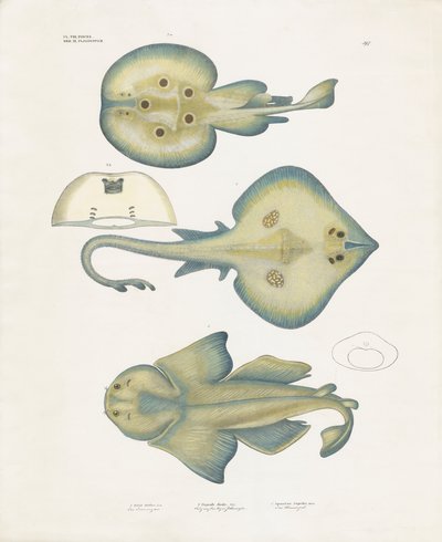 Strålarter från ordningen Rajiformes (handkolorerad lito) av Anstalt Arnz & Co.