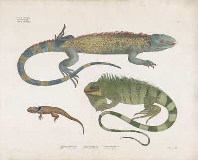 Skalade ödlor från olika livsmiljöer (handkolorerad litografi) av Anstalt Arnz & Co.