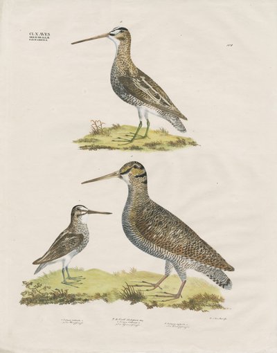 Snipe Species (handkolorerad litografi) av Anstalt Arnz & Co.