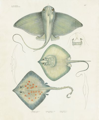 Olika arter av strålar med anatomiska detaljer (handkolorerad litografi) av Anstalt Arnz & Co.