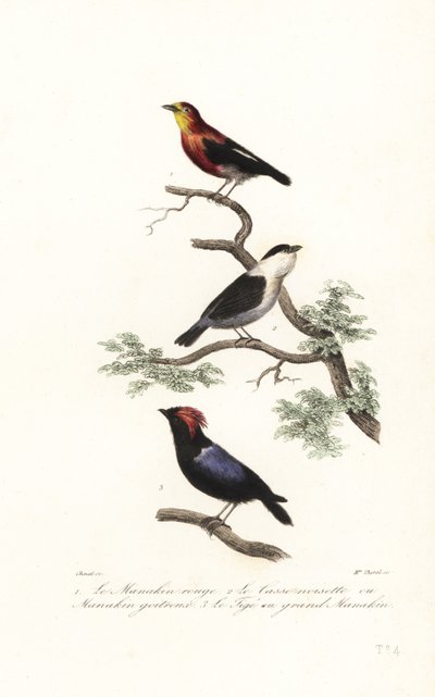 Manakin art. av Antoine (after) Chazal