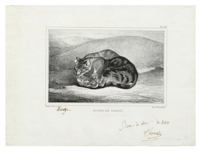 studier av katter av Antoine Louis Barye