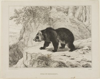 Mississippi Björn av Antoine Louis Barye