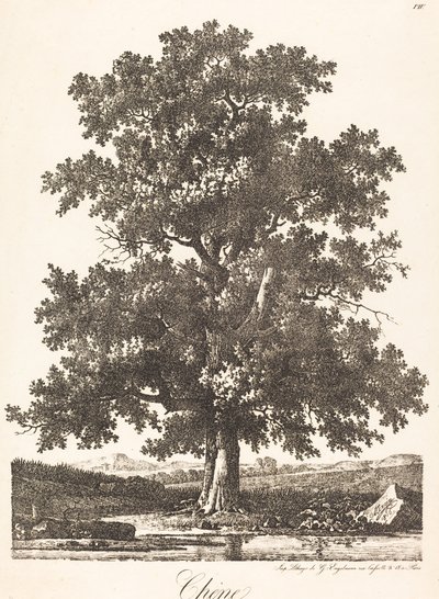 Chene (ek) av Antoine Pierre Mongin