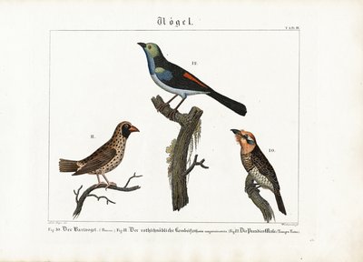 Barbet, vävarfågel och paradisflugsnappare av Anton Wachsmann