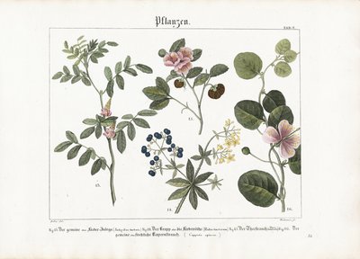 Färgväxter och kaperbuske av Anton Wachsmann