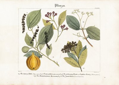 Ekonomiskt viktiga kryddväxter av Anton Wachsmann