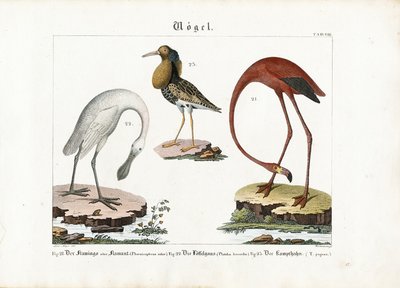 Flamingo, skedstork och raggbock av Anton Wachsmann