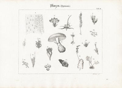 Växternas anatomi och svamparnas former av Anton Wachsmann