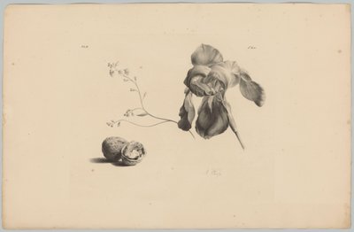 Amaryllis och valnötter Flower and Fruit Studies (...) 3:e avsnittet (serietitel) av Anton Weiss