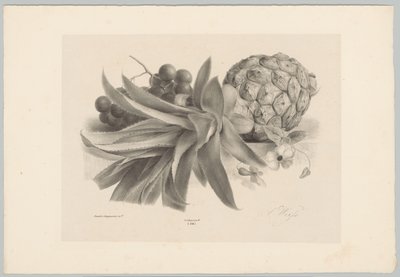Ananas och vindruvor Flower and Fruit Studies (...) 10:e avsnittet (serietitel) av Anton Weiss