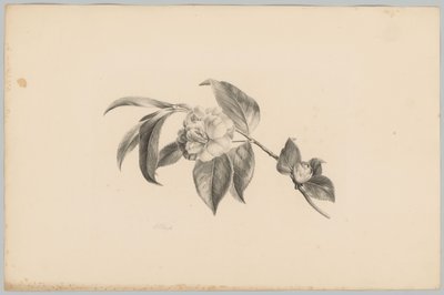 Blommor Flower and Fruit Studies (...) 3:e avsnittet (serietitel) av Anton Weiss