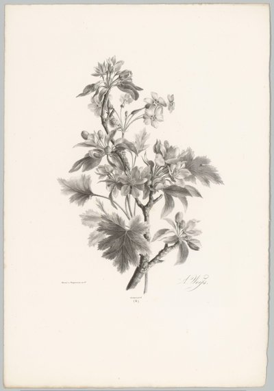 Blommor på grenen Flower and Fruit Studies (...) 10:e avsnittet (serietitel) av Anton Weiss