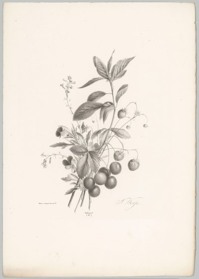 Blommor, jordgubbar och körsbär Flower and Fruit Studies (...) 10:e avsnittet (serietitel) av Anton Weiss