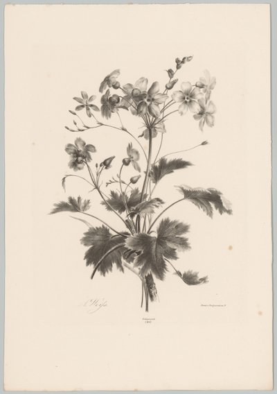 Blommor med taggar Flower and Fruit Studies (...) 10:e avsnittet (serietitel) av Anton Weiss