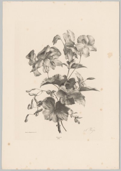 Olika blommor Flower and Fruit Studies (...) 10:e avsnittet (serietitel) av Anton Weiss