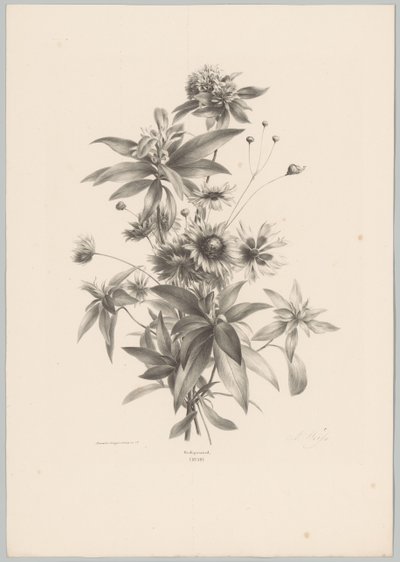 Olika blommor Flower and Fruit Studies (...) 10:e avsnittet (serietitel) av Anton Weiss